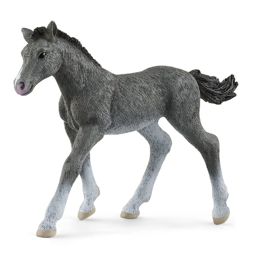 Trakehner Foal Horse