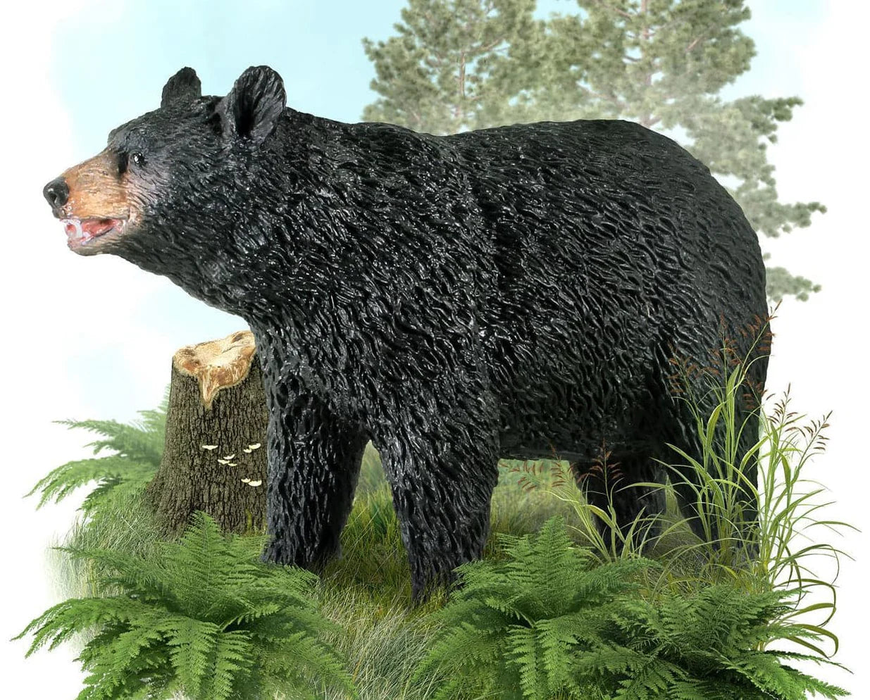 American Black Bear