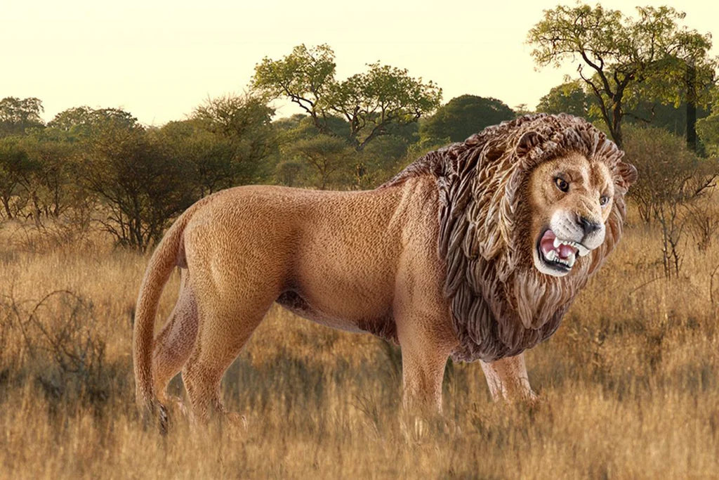 Lion