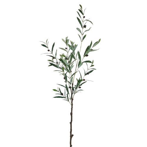 Olive Leaf Branch
