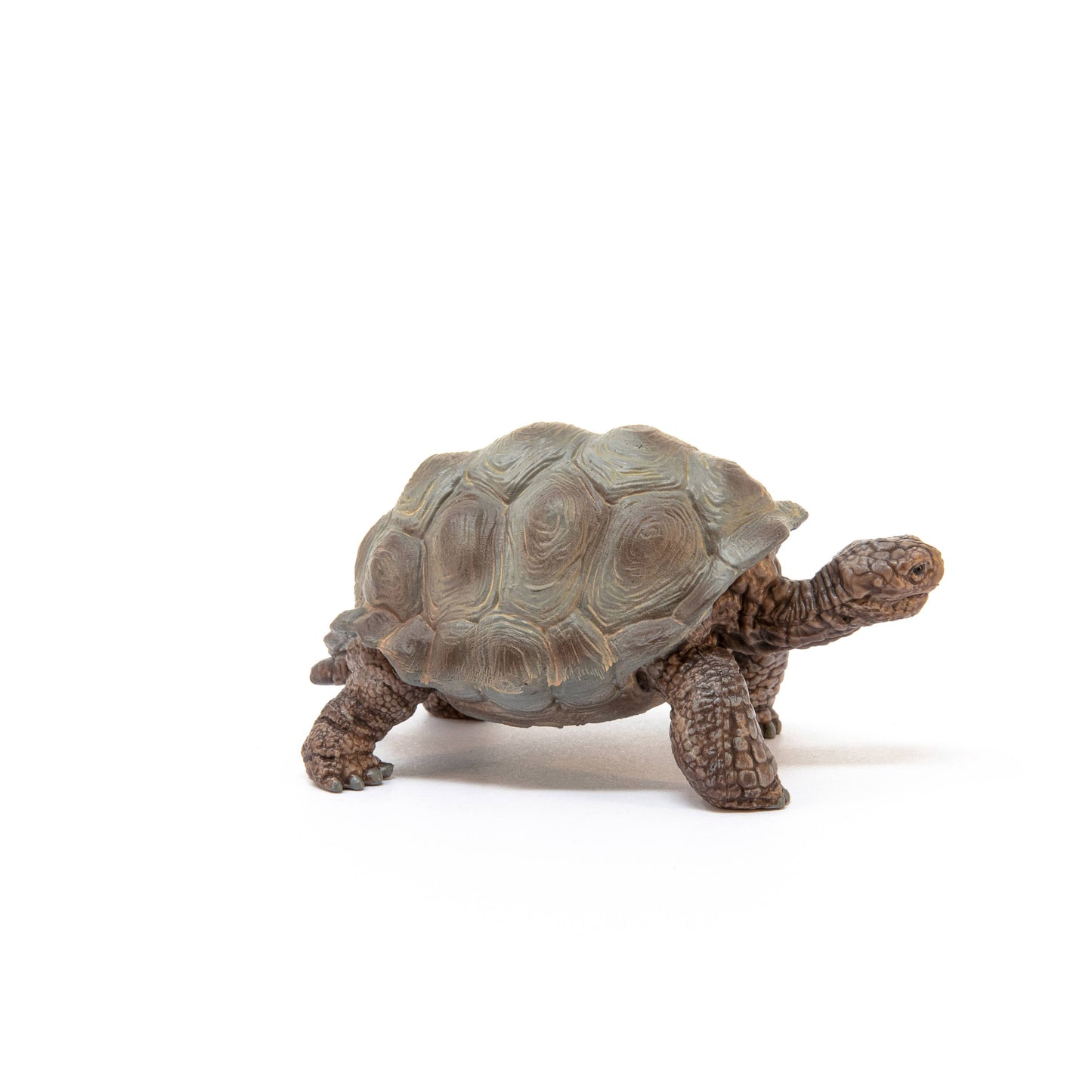 Giant Tortoise