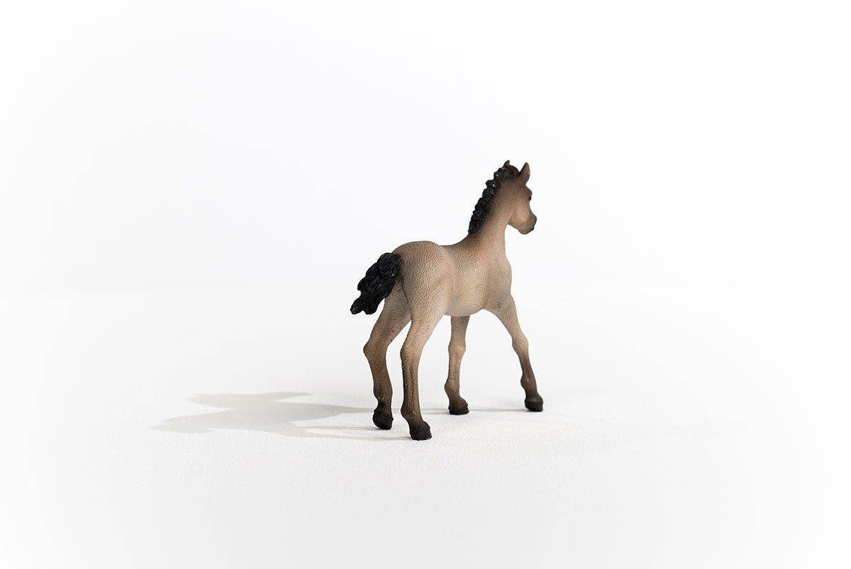 Criollo Definitivo Foal