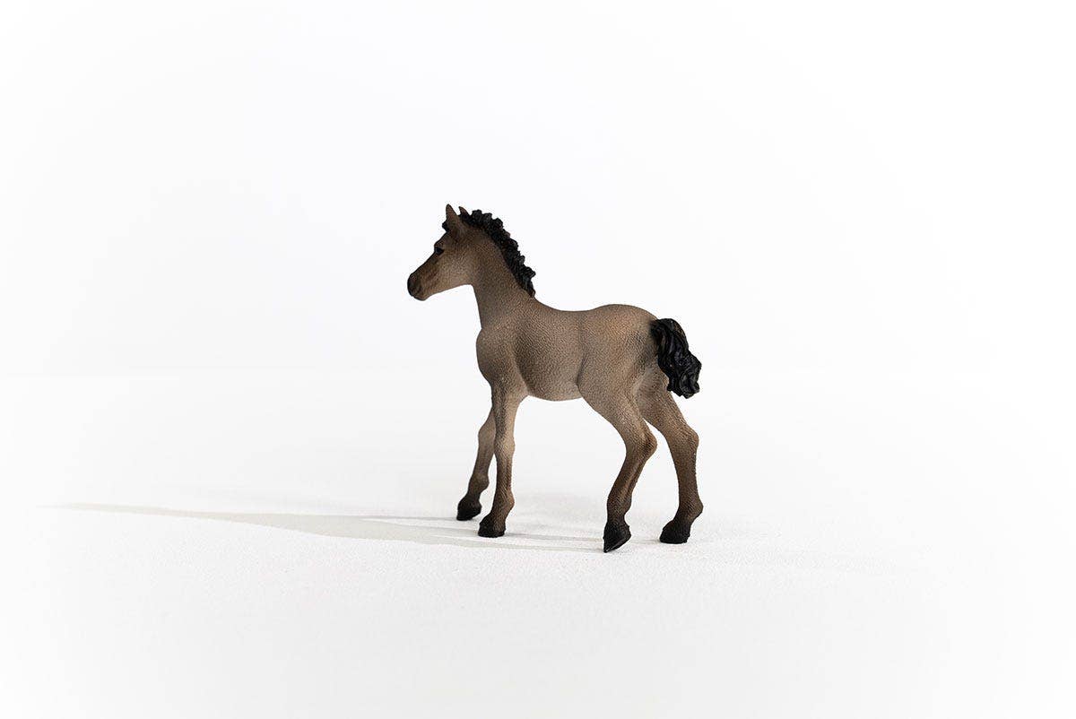 Criollo Definitivo Foal