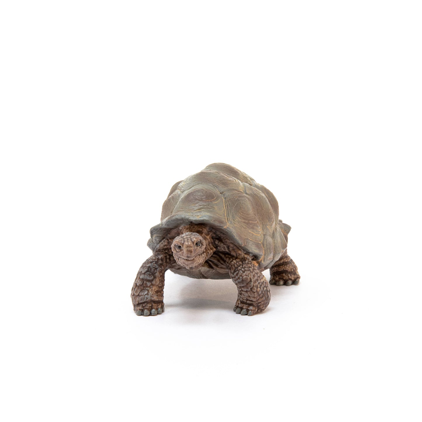 Giant Tortoise