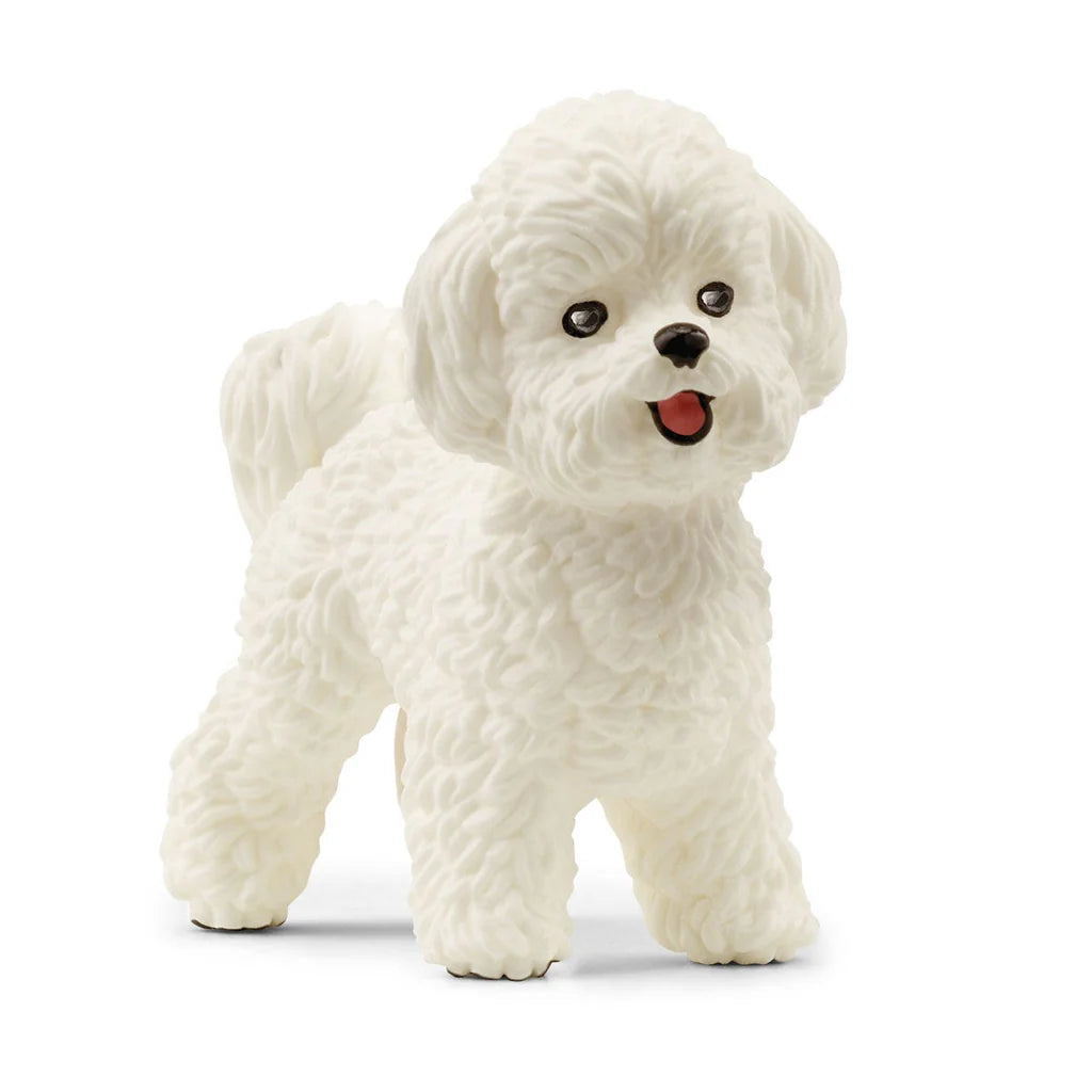 Bichon Frise Farm Dog