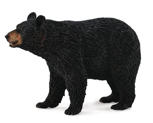 American Black Bear