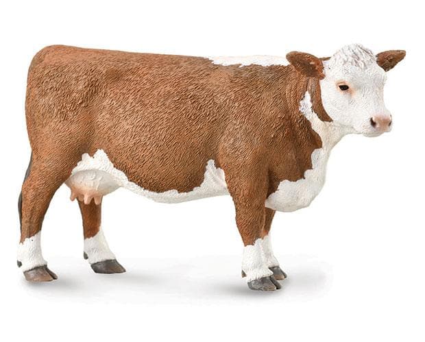 Hereford Cow