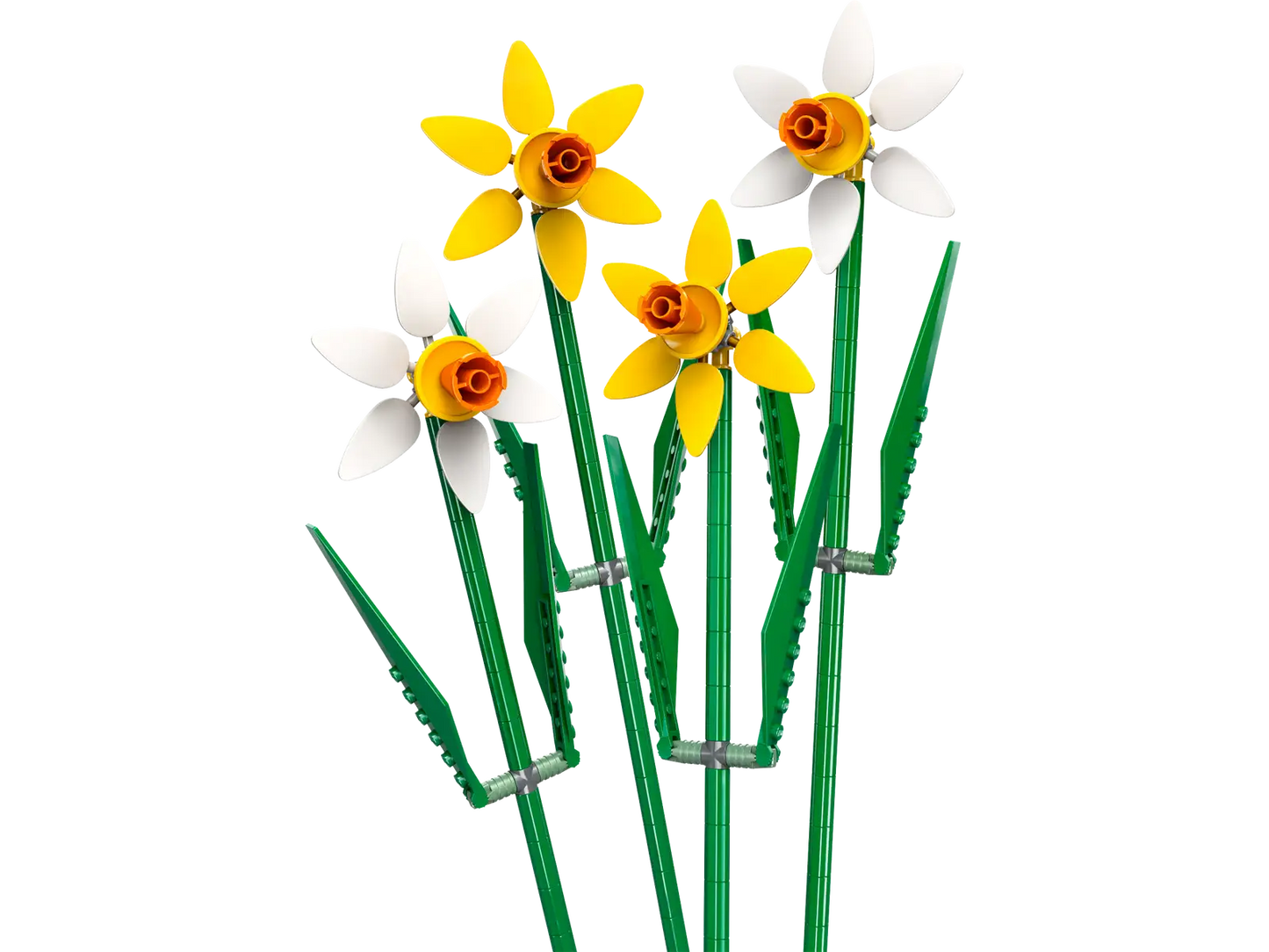 Daffodils