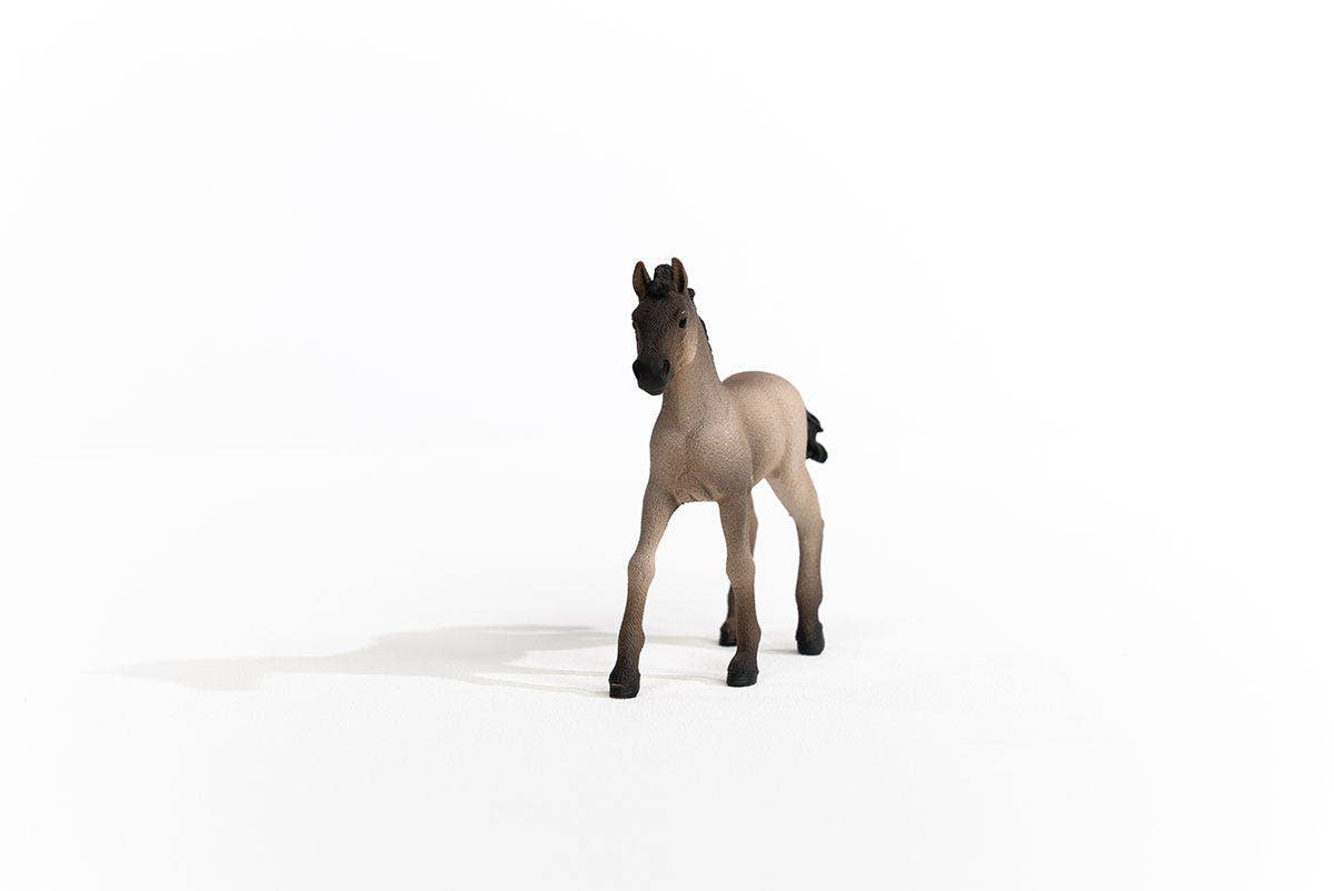 Criollo Definitivo Foal