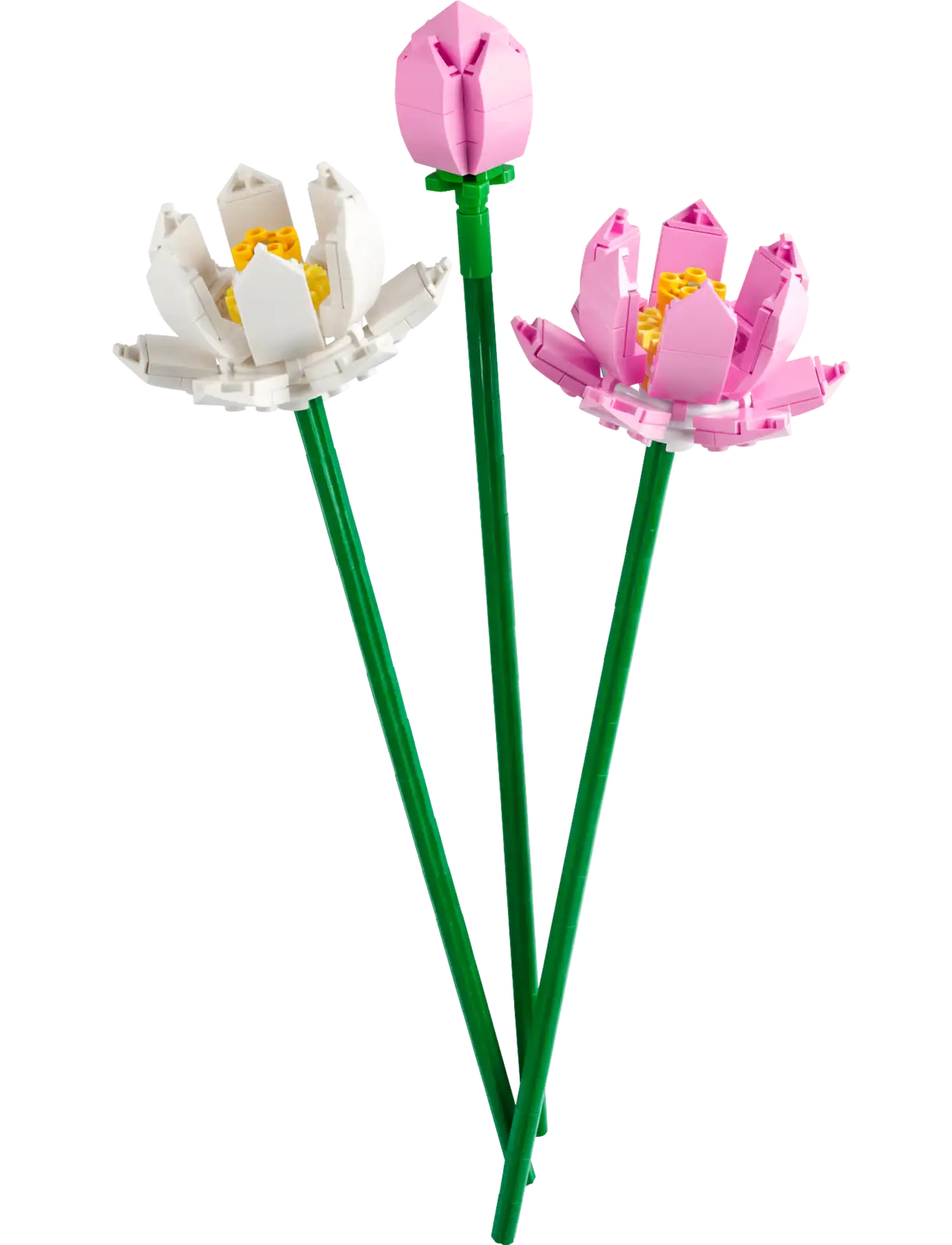 Lotus Flowers