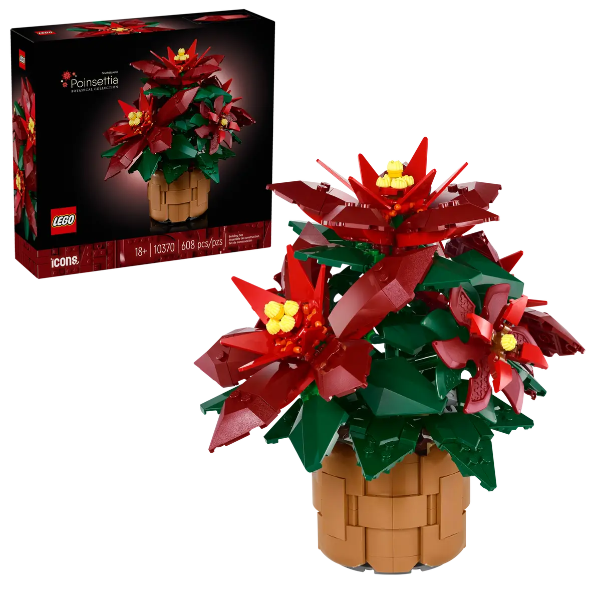 Poinsettia