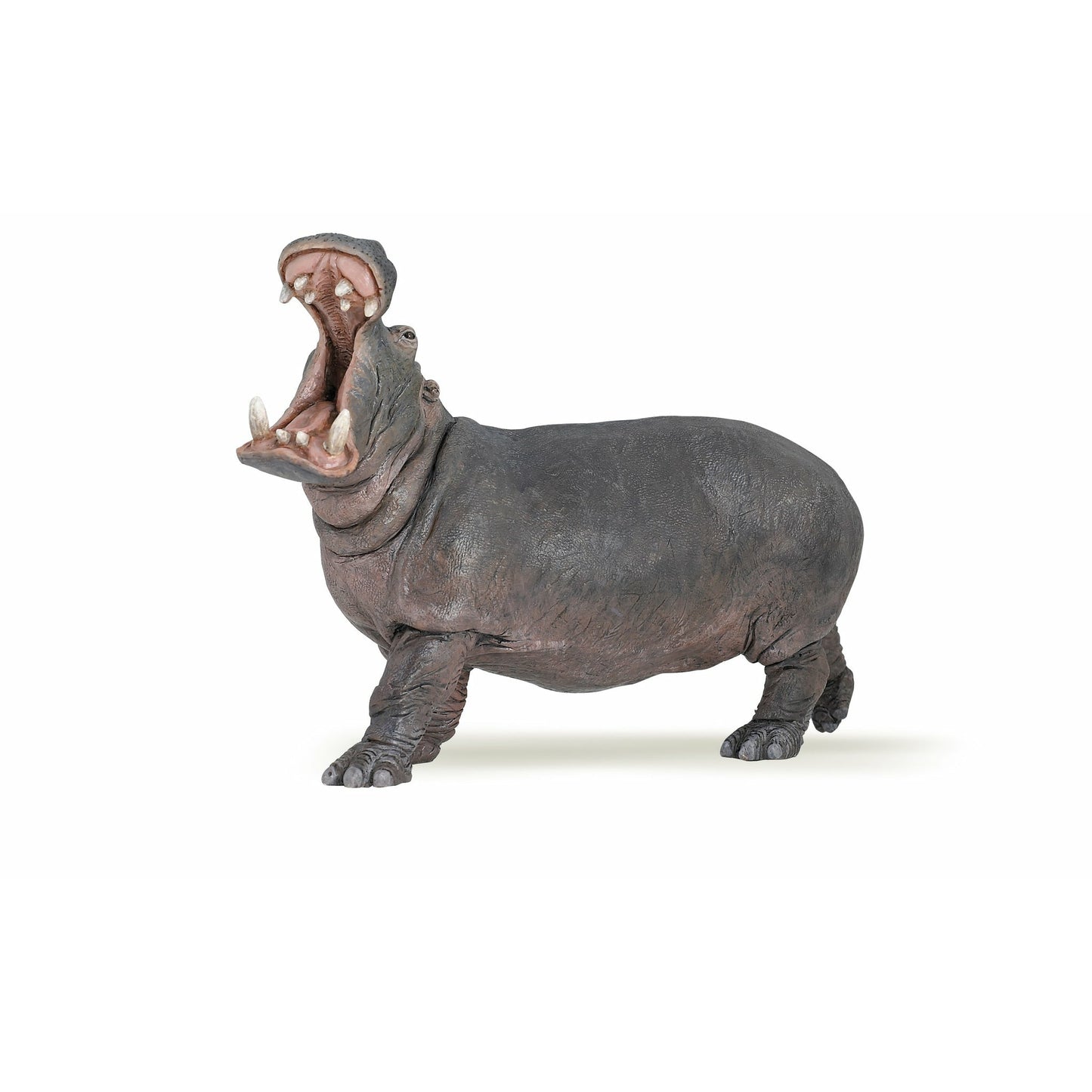 Hippopotamus