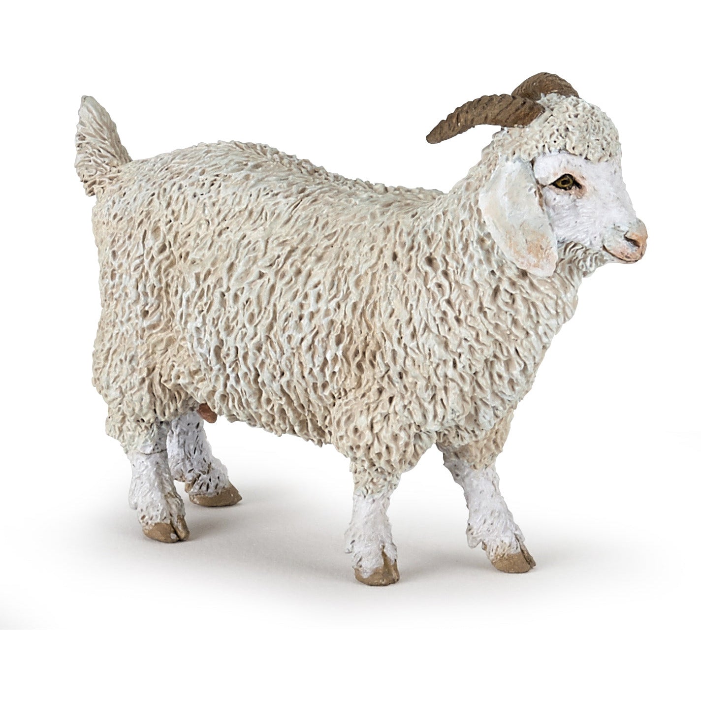 Angora Goat