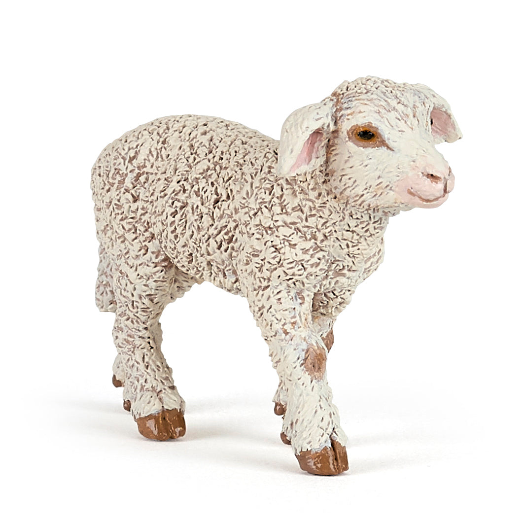 Merino Lamb